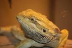 File:Inland Bearded Dragon.jpg - Wikimedia Commons