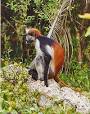 Zanzibar red colobus - Wikipedia, the free encyclopedia