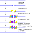 <b>DNA breaks</b> are produced in