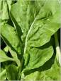 ARUGULA.jpg
