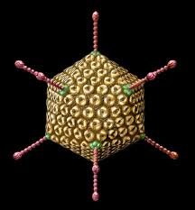 Adenovirus
