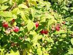 Le framboisier et la framboise