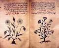 Herbology, Herbalism, Botanical Medicine - Crystalinks