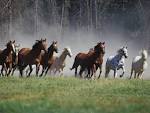 Stampede Club at Middle Creek High School, Apex, NC