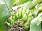 NJ9304 : Bananas Growing in - via Daymix