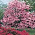 Life Out Here: Dogwood