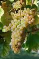 Colombard - Wikipedia, the free encyclopedia