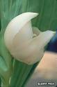 HowStuffWorks "Anguloa Uniflora Orchid"