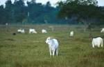 Nelore beef cattle free stock - via Daymix