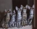Hobbikats Cattery, Breeders of Oriental Shorthair &amp; Colorpoint ...