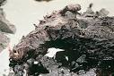 Exxon Valdez Oil Spill Trustee Council -