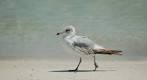 Cape San Blas Realty - Cape San Blas, Florida