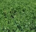 Alfalfa Hay | Buy and Export from the USA | Anderson Hay &amp; Grain ...