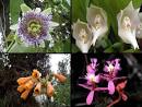 Machu Picchu – Flora and Fauna | Exotic and Historic Travel