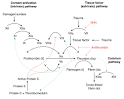 Disseminated intravascular coagulation - Wikipedia, the free ...