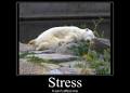 funny stress pictures