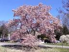 Yellow flowering <b>magnolias</b>