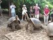 Galápagos tortoise - Wikipedia, the free encyclopedia