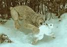 Lynx catching Snowshoe Hare - Sci-