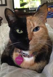 Bildergebnis für ‫سگ واقی وکربه واقی‬‎