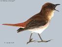 Nightingale #5 » Just Animals