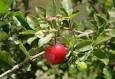 Products Containing Acerola :: Gaia Herbs