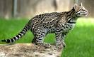 Ubuntu 11.10 Will Be Codenamed Oneiric Ocelot