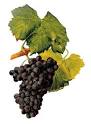 About Grenache: a Rhône Grape Varietal Grown at Tablas Creek ...