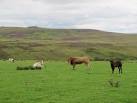 3 km from Crawleyside, County Durham, Great Britain. Pastures and bull above - via Daymix