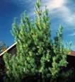 Tree Details—The Tree Guide at arborday.