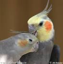 Cockatiel Photos, Cockatiel Images | Photobank NaturePhoto-