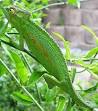 Chameleon - Wikipedia, the free encyclopedia