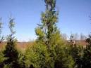 Artificial Christmas Tree