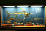 File:Perciformes 01.jpg - Wikipedia, the free encyclopedia
