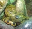 Anaconda - Wikipedia, the free encyclopedia
