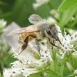 Natural Beekeeping