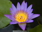 Lotus Flower Meaning &amp; Pictures - Blue &amp; White Lotus Flowers