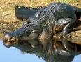 http://www.tpwd.state.tx.us/huntwild/wild/images/reptiles/alligator_enottingham02.jpg