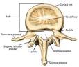 Anatomy | Spine | Vertebrae | Herniated Disc | Arthritis ...