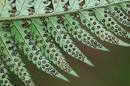mayebare (<b>Dryopteridaceae</b>)