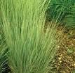Ornamental Grasses