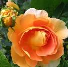 Pat Austin Rose