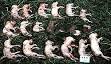 PARVOVIROSIS <b>PORCINA</b> - 2 - IMPACTO ECONOMICO Y PRODUCTIVO DEL