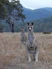 kangaroo at dusk - via Daymix