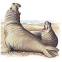 Earless Seals: Aquatic Mammals: Animal Planet