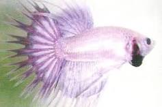 http://t1.gstatic.com/images?q=tbn:ANd9GcSrEBq4mwTAbCrFporVonOckdmnYoWero0ybnZASJIVtNid7znHSvXOl4o9