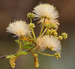 Albizia - Wikipedia, the free encyclopedia