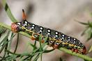 Top 10 Most Beautiful Caterpillars | Scienceray