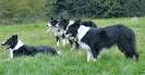 Working Border Collie Sheepdogs, Pups &amp; Puppies. Otley, Leeds ...