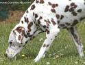 Dalmation Pictures Gallery, Photos
